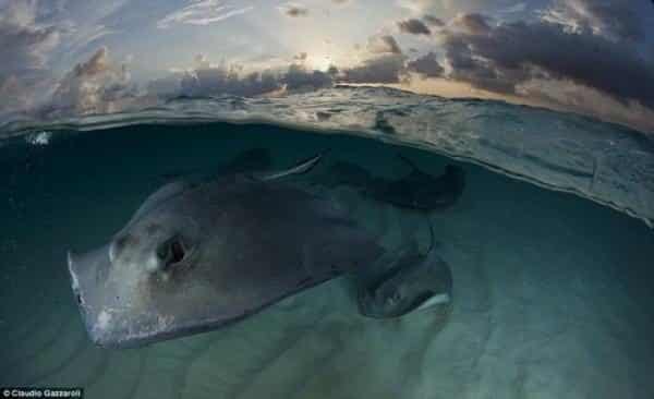 noticias Fotos únicas de animales 