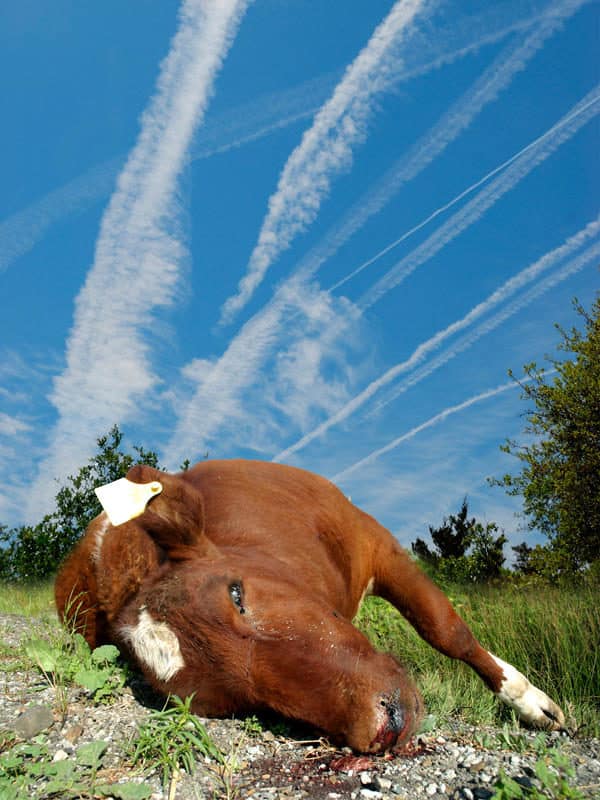 06fumigacionampliacionl-1113233