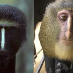 Descubren una nueva especie de mono africano en el Congo 3