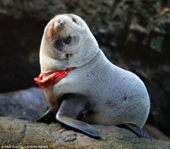 Insólito: foca casi muere ahorcada por una tanga 1