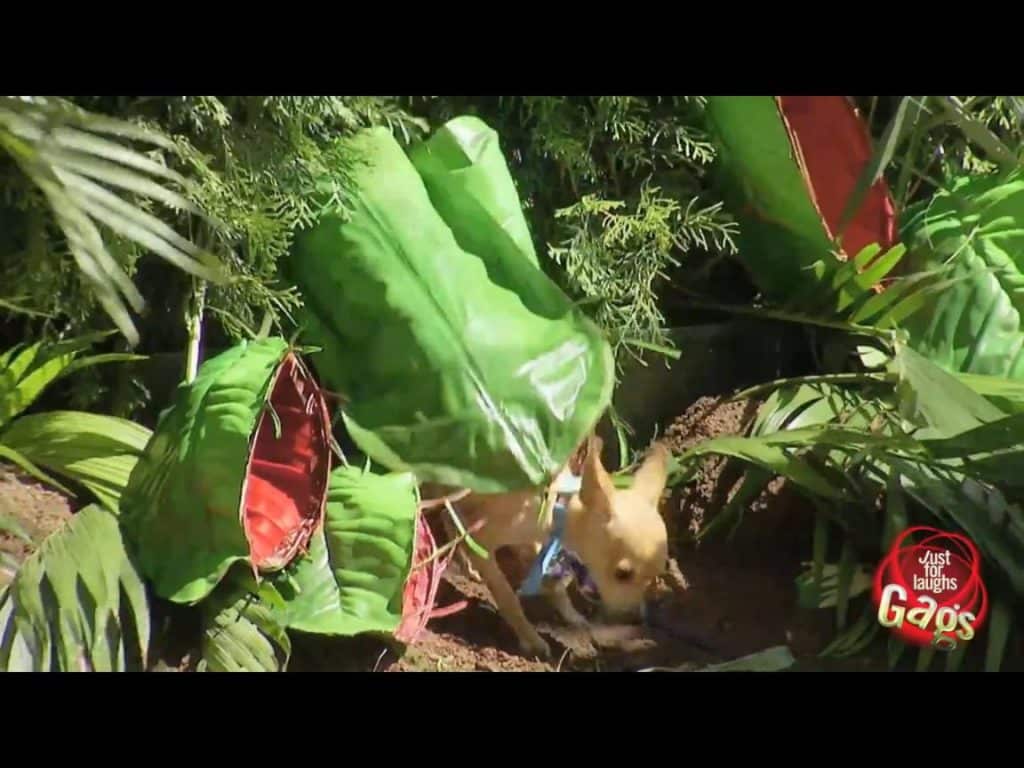Planta carnívora se come un perro 1