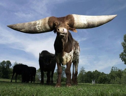  noticias Los récord Guiness más curiosos