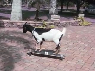  noticias Los récord Guiness más curiosos