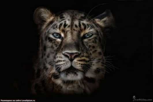 noticias Fotografían a animales en extinción por si las futuras generaciones no llegan a verlos