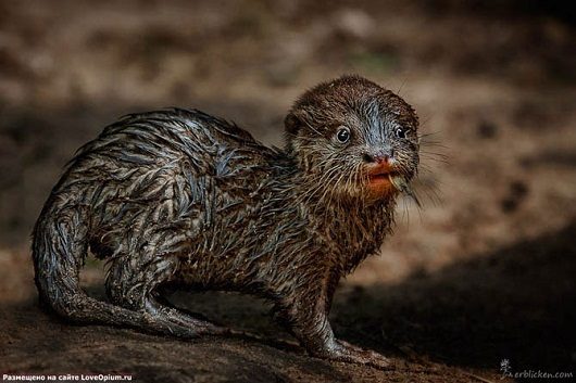 noticias Fotografían a animales en extinción por si las futuras generaciones no llegan a verlos