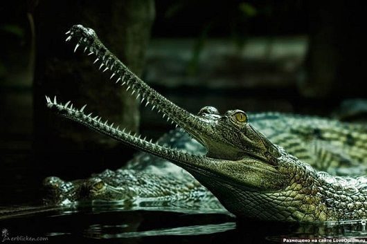 noticias Fotografían a animales en extinción por si las futuras generaciones no llegan a verlos