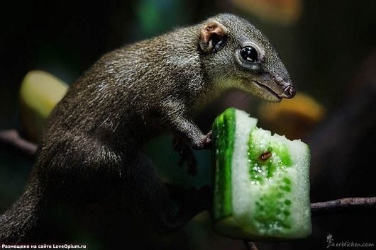 noticias Fotografían a animales en extinción por si las futuras generaciones no llegan a verlos