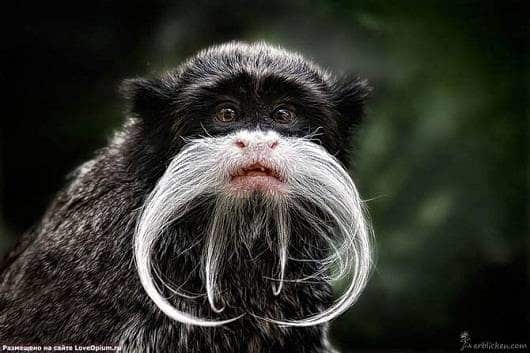 noticias Fotografían a animales en extinción por si las futuras generaciones no llegan a verlos