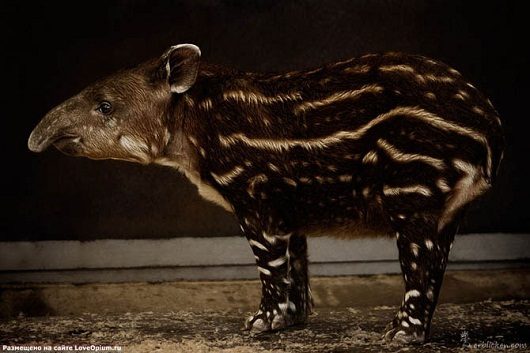 noticias Fotografían a animales en extinción por si las futuras generaciones no llegan a verlos