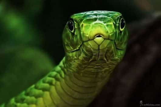 noticias Fotografían a animales en extinción por si las futuras generaciones no llegan a verlos