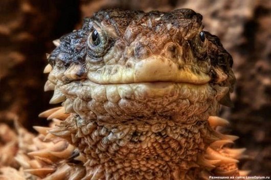 noticias Fotografían a animales en extinción por si las futuras generaciones no llegan a verlos