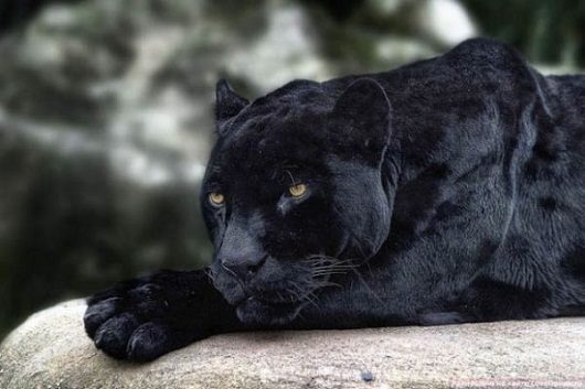 noticias Fotografían a animales en extinción por si las futuras generaciones no llegan a verlos