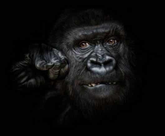 noticias Fotografían a animales en extinción por si las futuras generaciones no llegan a verlos