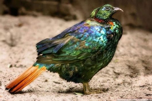 noticias Fotografían a animales en extinción por si las futuras generaciones no llegan a verlos