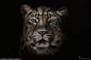 Animales y Naturaleza 22
