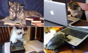 Animales y Naturaleza 19