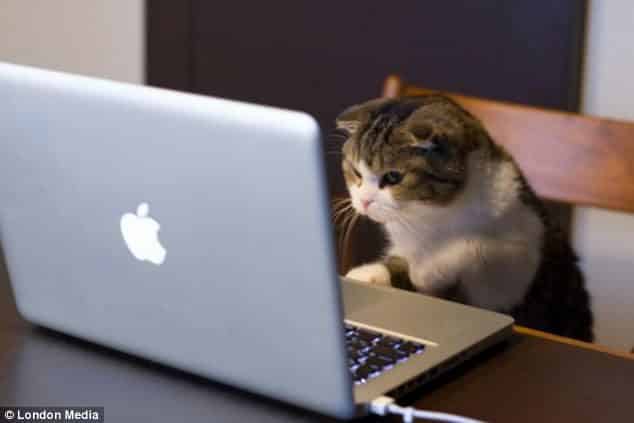 Gato con portátil