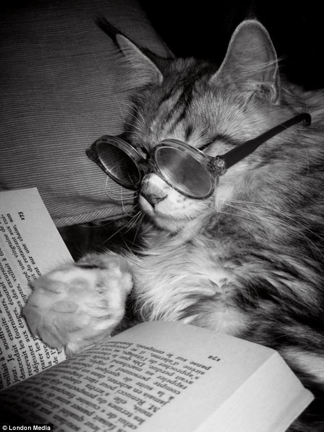 Gato leyendo un libro