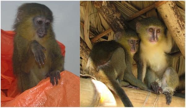 Lesula nueva especie de mono descubierta en el Congo