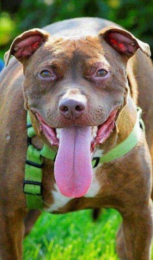 Increíble recuperación de un perro a punto de morir
