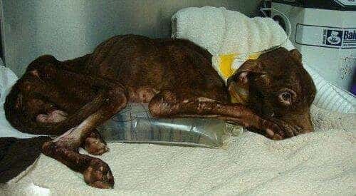 Increíble recuperación de un perro a punto de morir