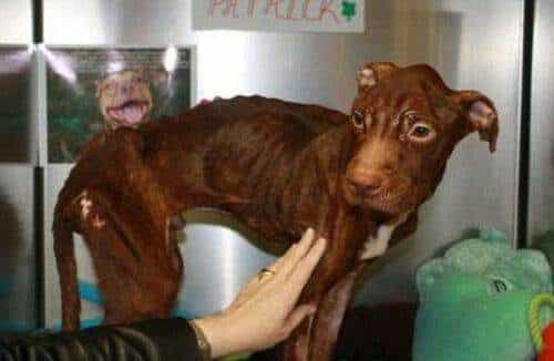 Increíble recuperación de un perro a punto de morir