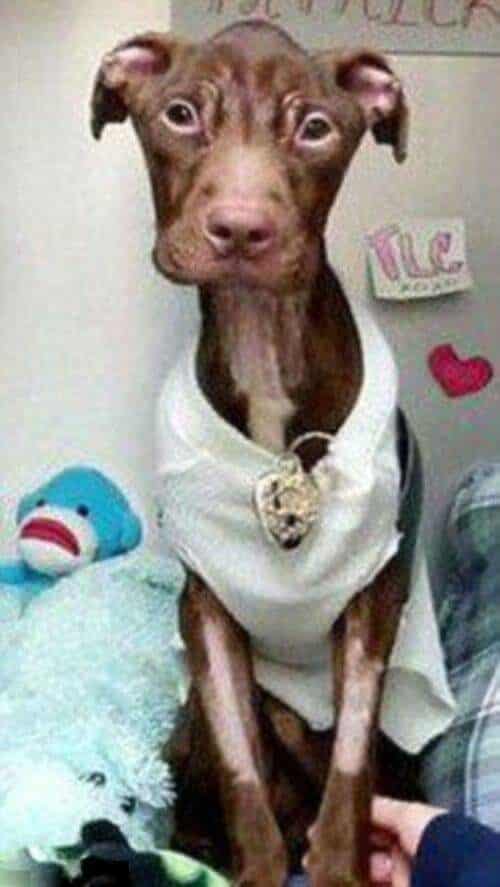 Increíble recuperación de un perro a punto de morir