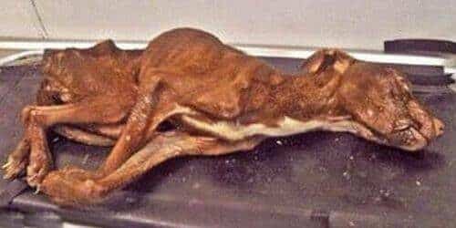 Increíble recuperación de un perro a punto de morir