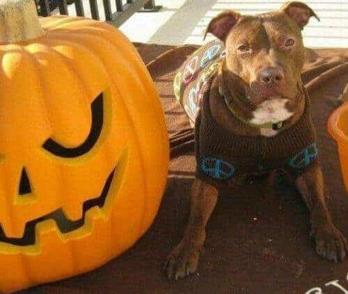 Increíble recuperación de un perro a punto de morir