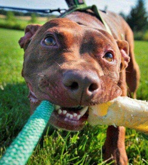 Increíble recuperación de un perro a punto de morir