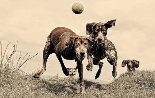 noticas Imágenes del mejor fotógrafo de perros del mundo 