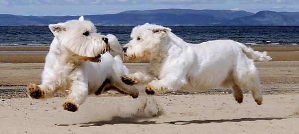 noticas Imágenes del mejor fotógrafo de perros del mundo 