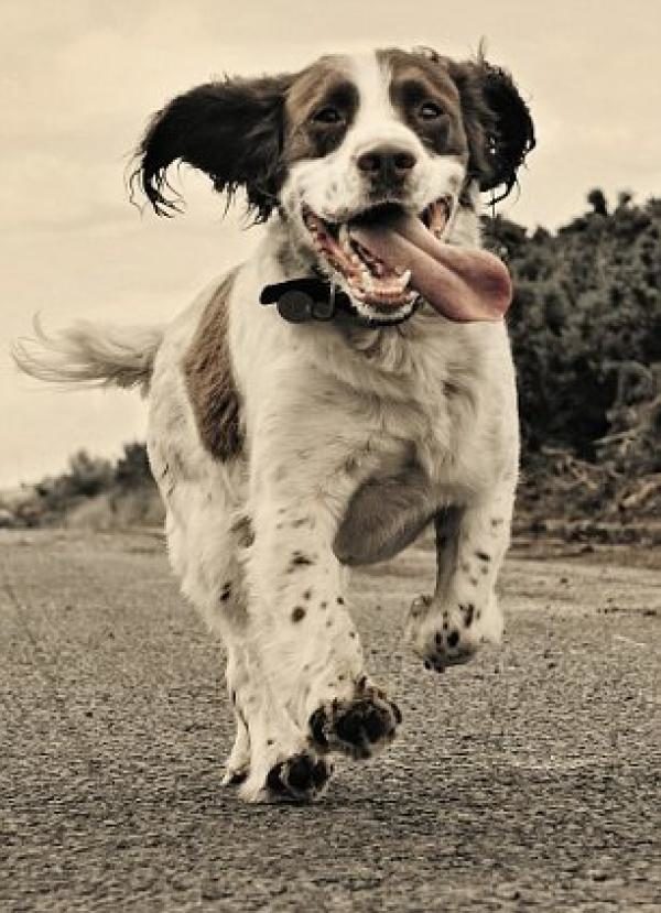noticas Imágenes del mejor fotógrafo de perros del mundo 