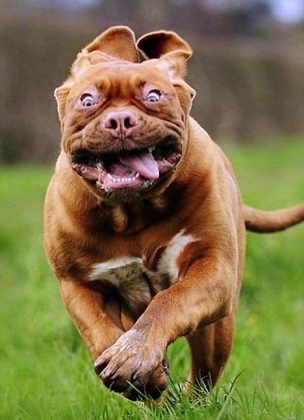 noticas Imágenes del mejor fotógrafo de perros del mundo 