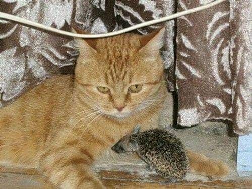 Gata adopta a unos pequeños erizos 17