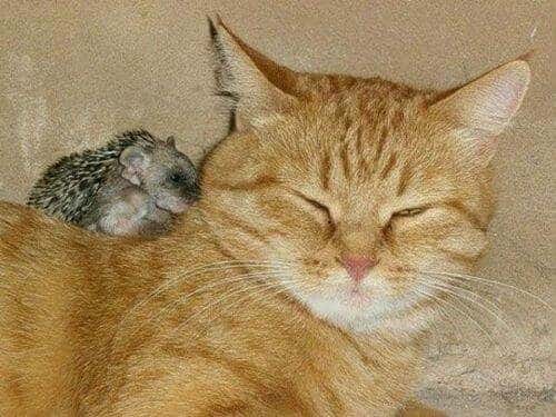 Gata adopta a unos pequeños erizos 4