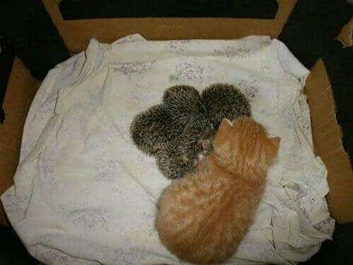 Gata adopta a unos pequeños erizos 9