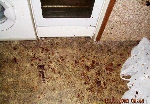 Cocina destrozada por leche condensada 7