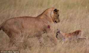 Animales y Naturaleza 11