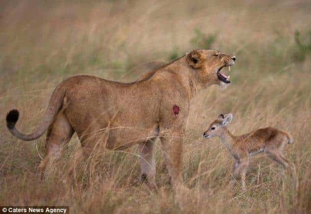 leona adopta a un antílope bebé
