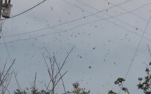 Lluvia de arañas en Brasil 1