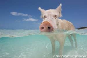Animales y Naturaleza 5