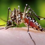 Mosquitos genéticamente modificados para combatir la malaria y el dengue 8