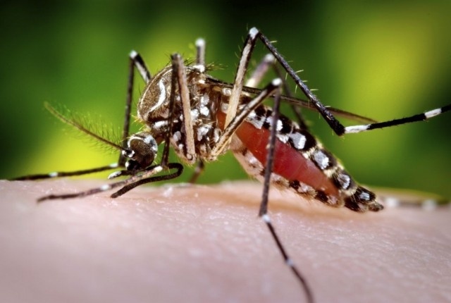 Mosquitos genéticamente modificados para combatir la malaria y el dengue 2