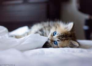 Animales y Naturaleza 7