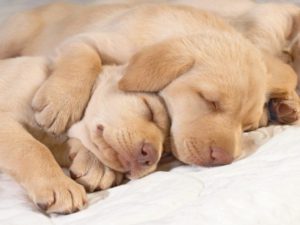 Animales y Naturaleza 6