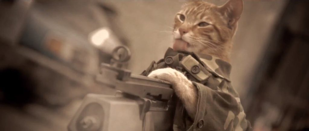 #Video Un gato gana la Medalla al Honor 1