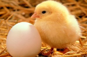 Animales y Naturaleza 7