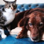 Amigos inseparables: un gato se convirtió en el protector de un perro ciego 6