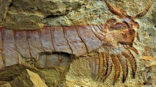 Descubren una criatura marina de más de 500 millones de años